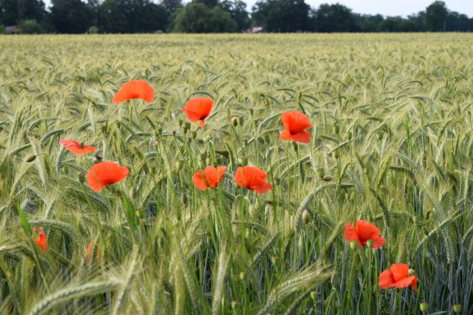 Plant meadow poppies