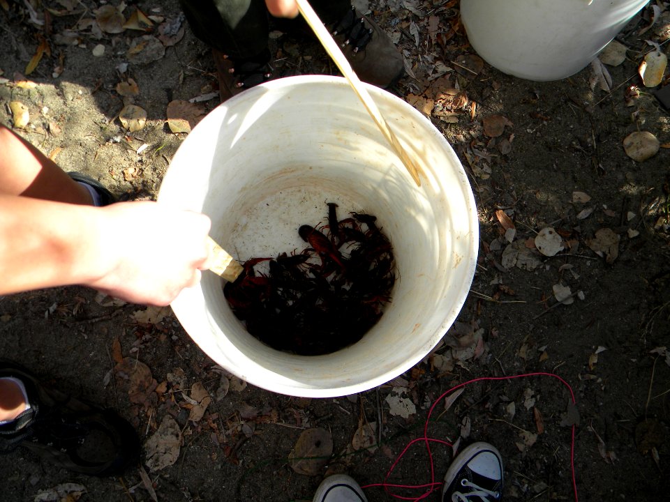 Crayfish (12227959283)