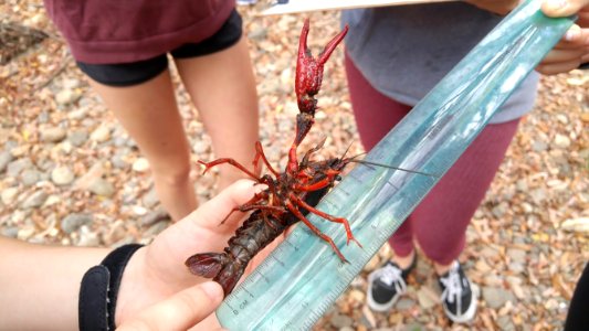 Crayfish Removal (30250946473)