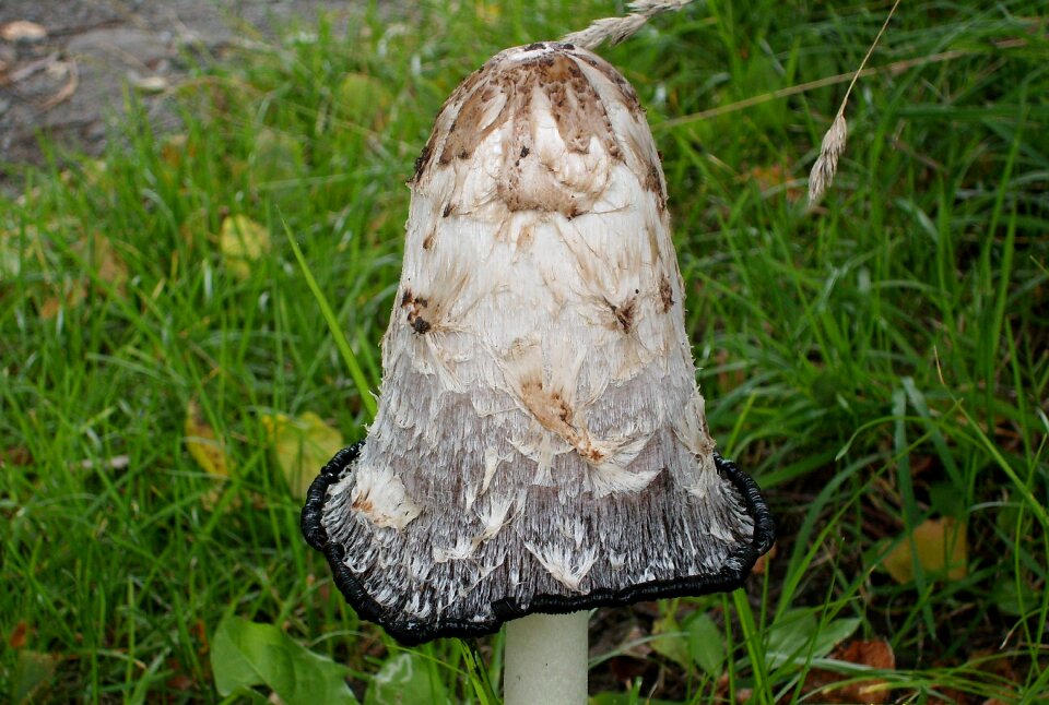 Mushroom tasteless nature
