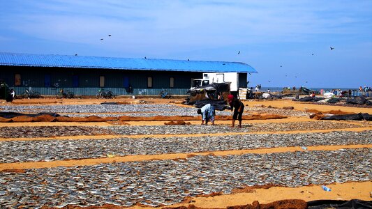 Fish drying at the court of