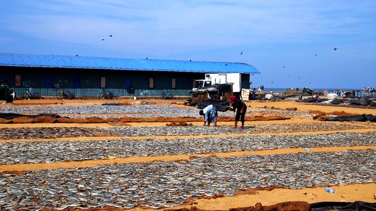 Fish drying at the court of photo