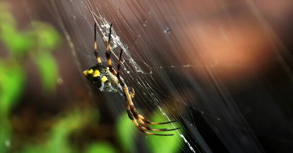 Arachnid outdoors armenia