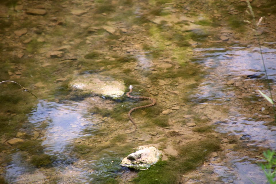 Creek Snake (42861985661)