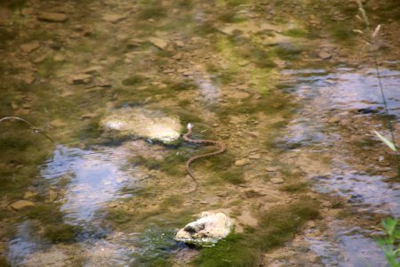 Creek Snake (42861985661)