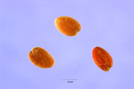 Cressatruxillensis