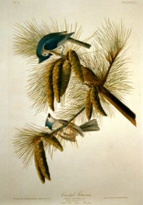 Crested Titmouse LCCN2002718992