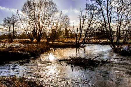 Nature trees reflection