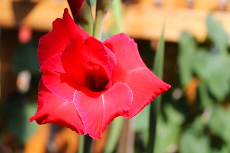 Ip flowers nature