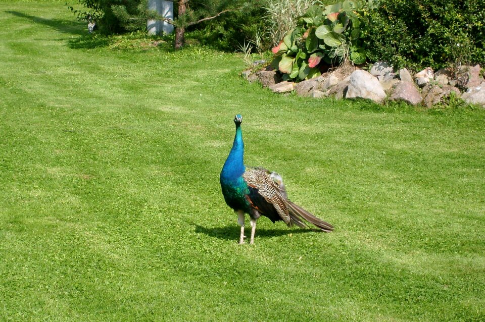 Colored tom beautiful bird