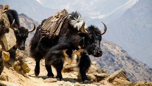 Nepal the himalayas hefty photo