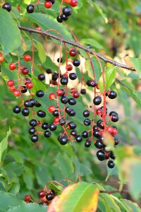 Sprig natural maturation