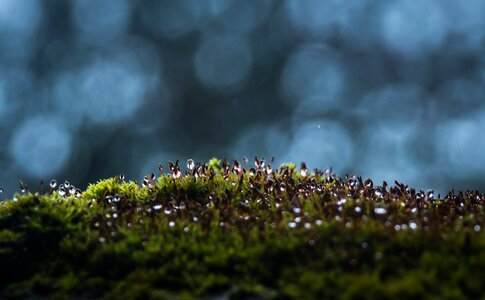 Bokeh drops macro photo