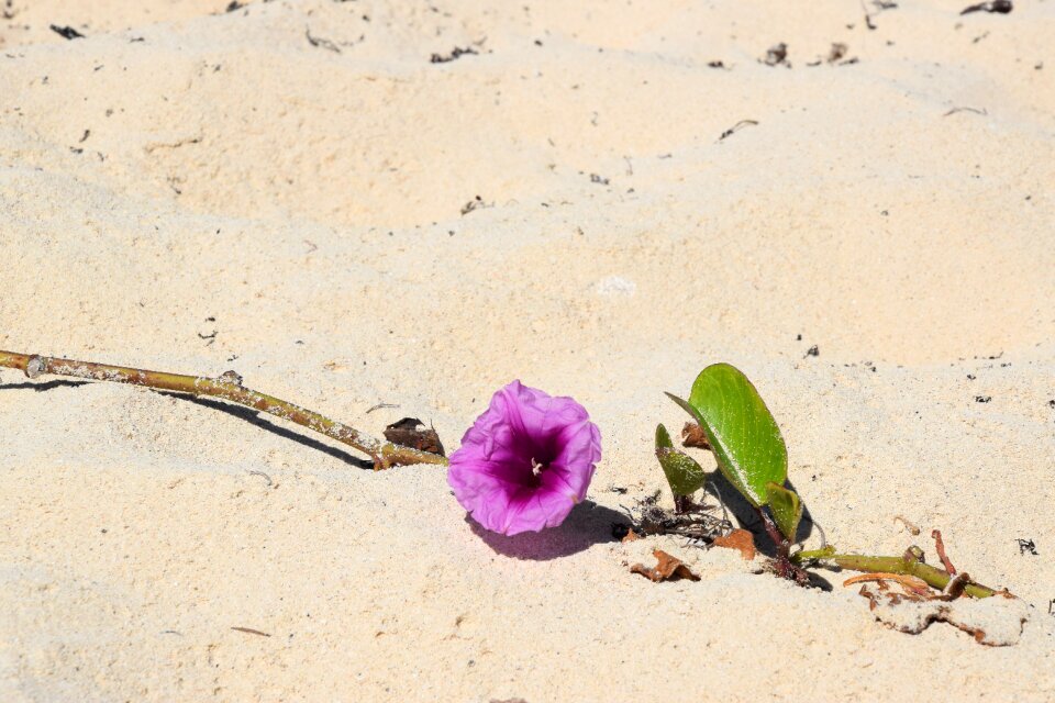 Beach summer desert