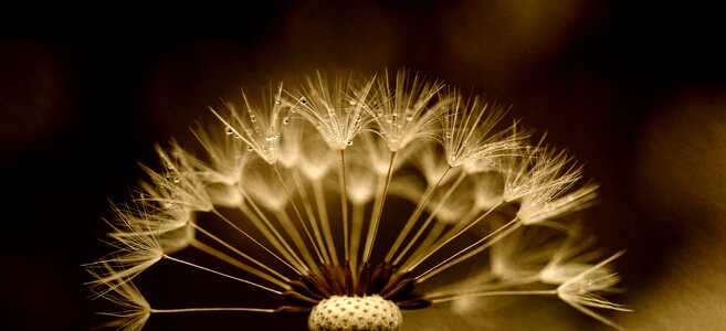 Texture macro close up