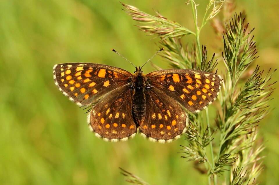 Summer animals lawn