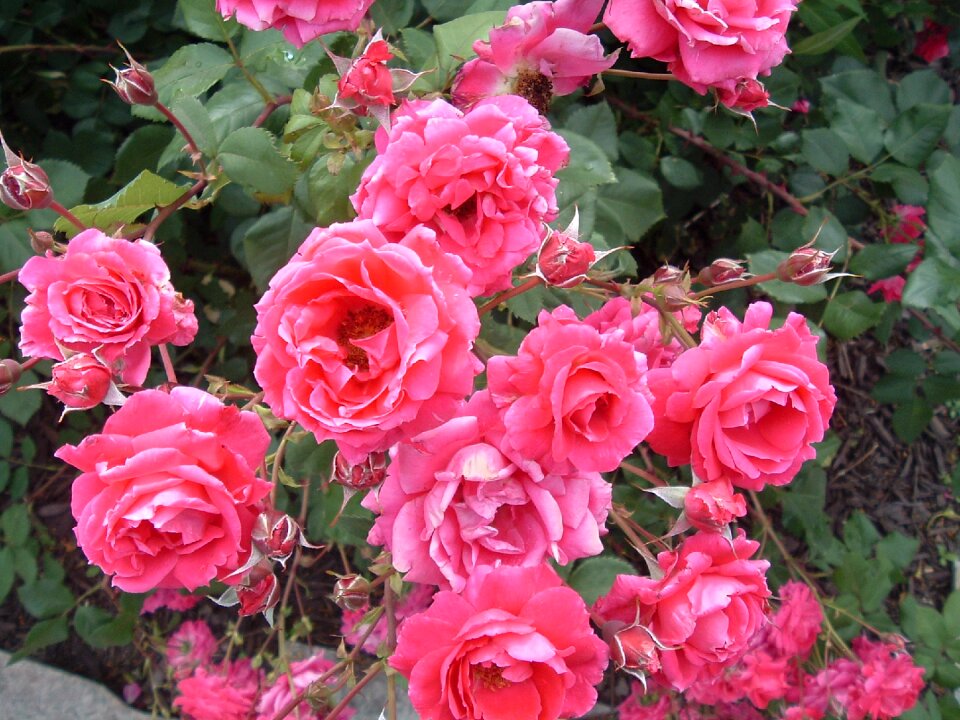 Roses bush pink rose