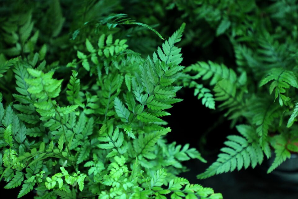 Nature growth green