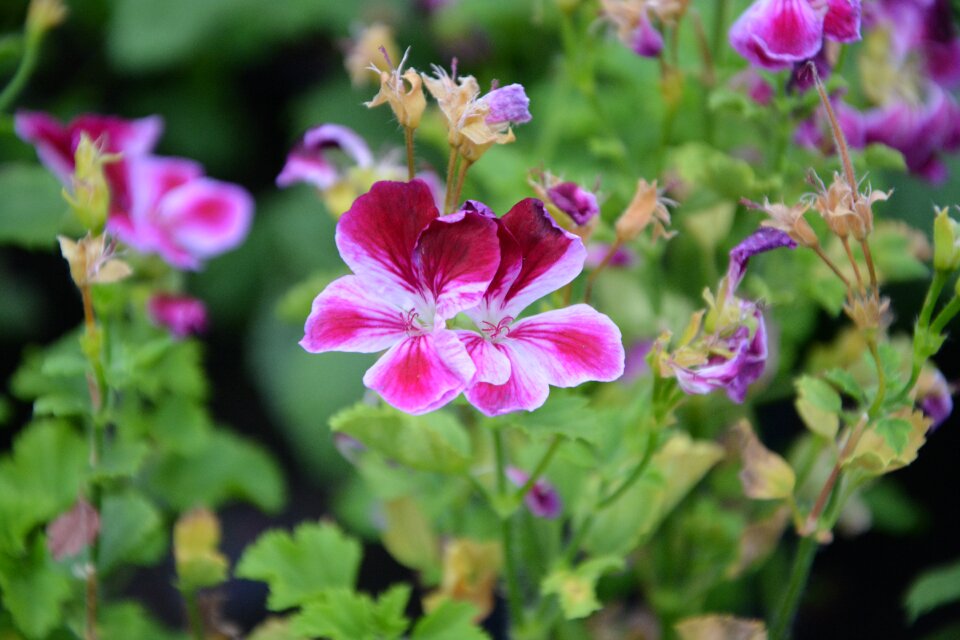 Massif blossomed sweetness