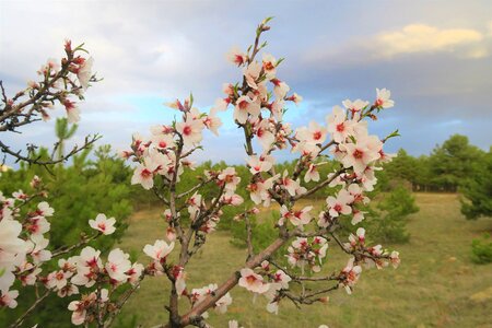 Plant cherry chichewa spring photo