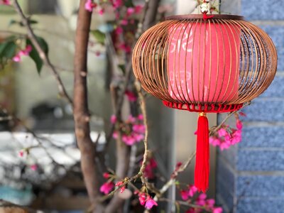 Plant chinese flower