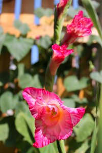 Flowers spring pink flower