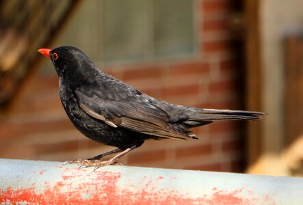 Animal feather blackbird