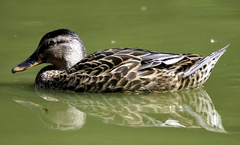 Duck bird bird nature photo