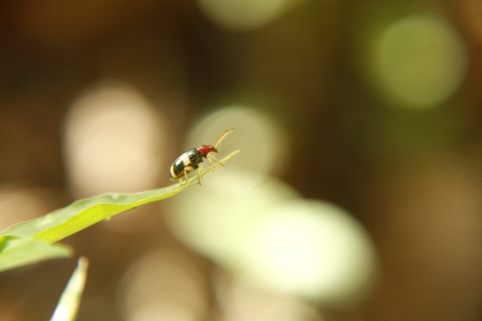 Ladybug plant beetle