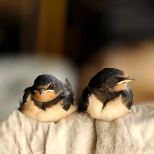Animal nature migratory bird