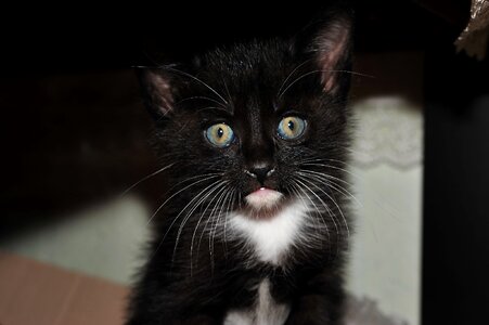 Cat nero oak i