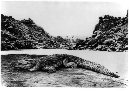 Crocodile on a sand bank LCCN2002706151