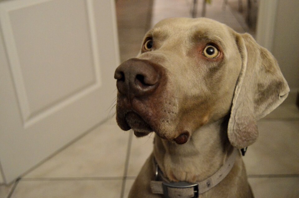 Domestic canine cute