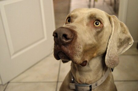 Domestic canine cute
