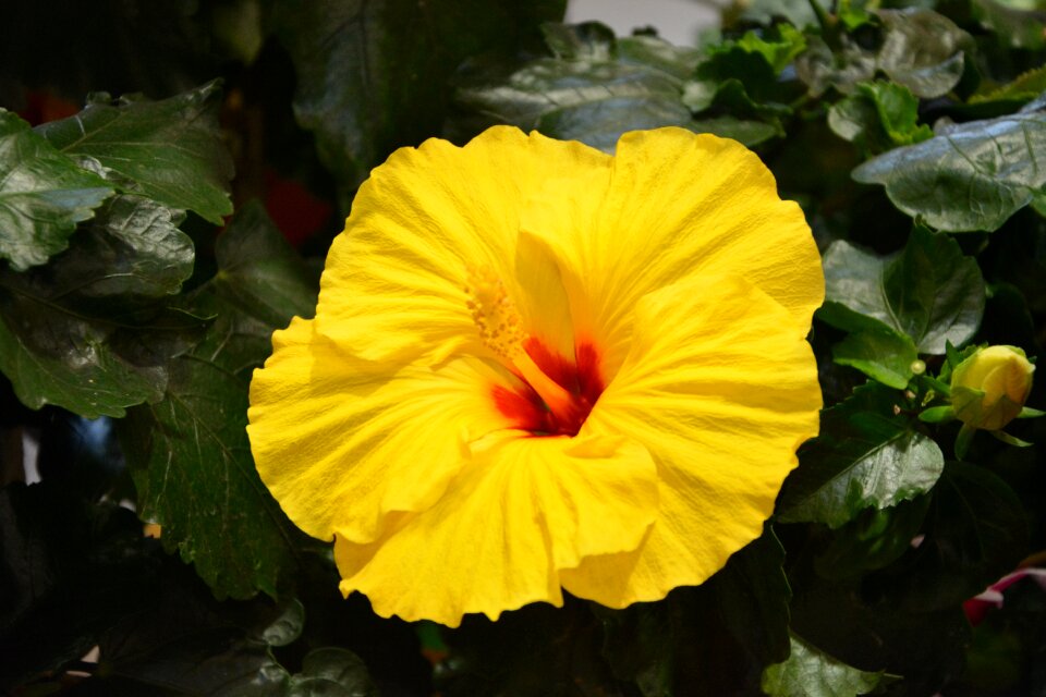 Yellow was country field