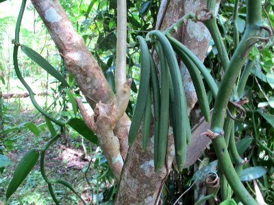 Crop production in Papua (18418057626) photo