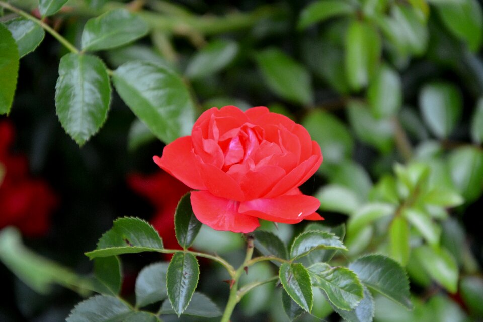 Petals nature flower