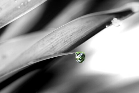 Rain nature still life photo