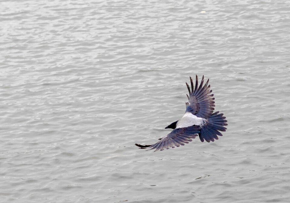 Bird view wild birds fly