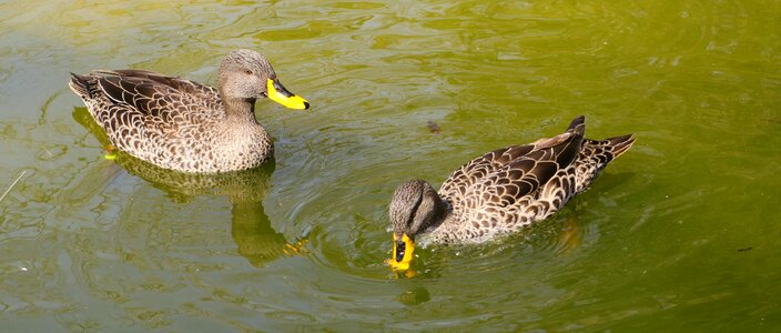 Animal world waters lake