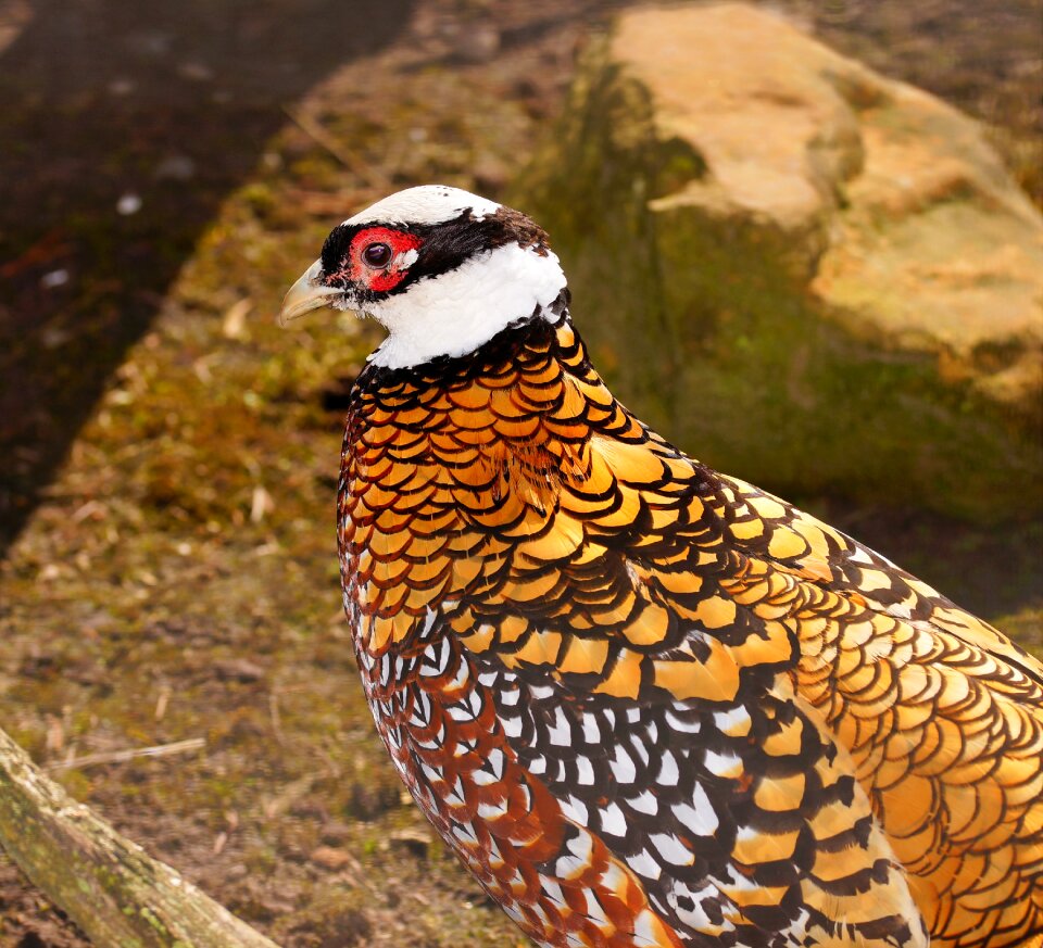 Nature animal pheasant
