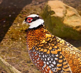 Nature animal pheasant