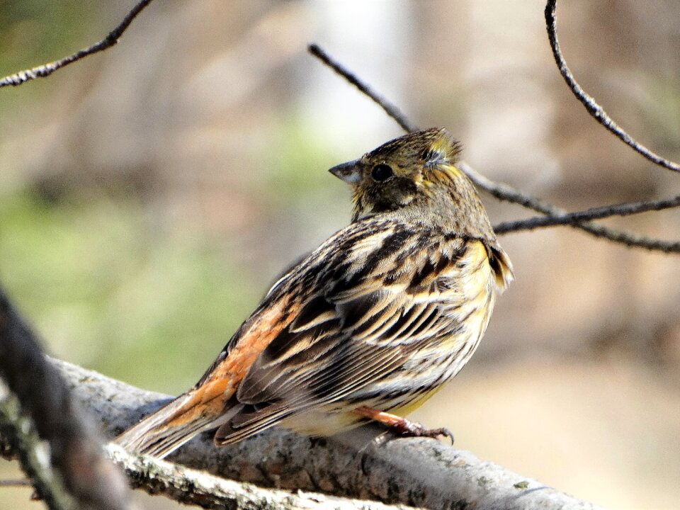 Bird living nature nature