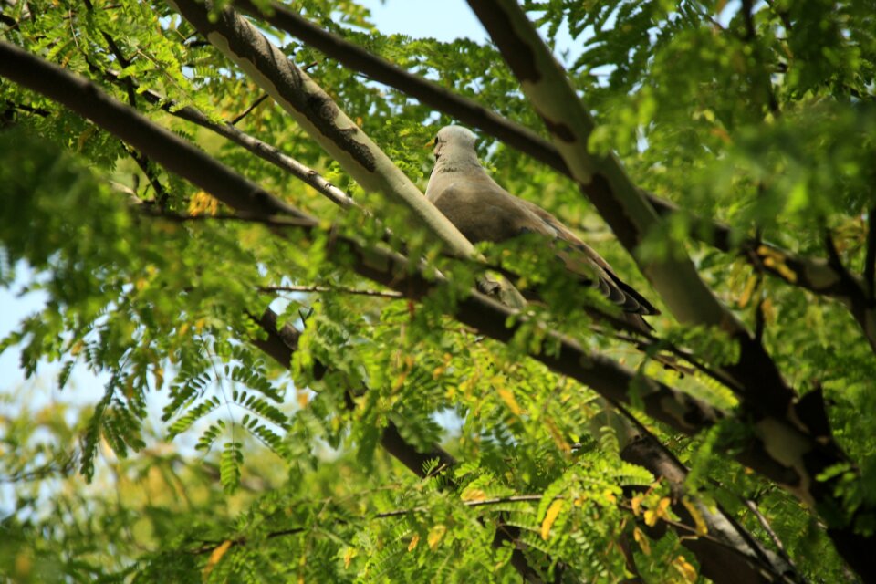 Natural landscape branch