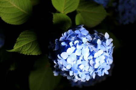 July june the four seasons