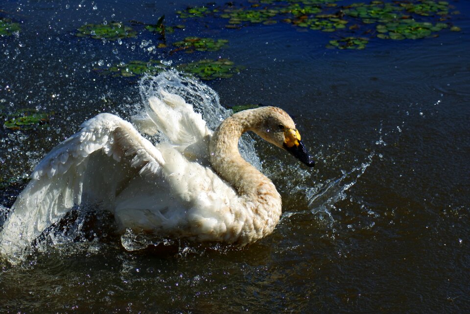 Swan cygnus columbianus spread your wings