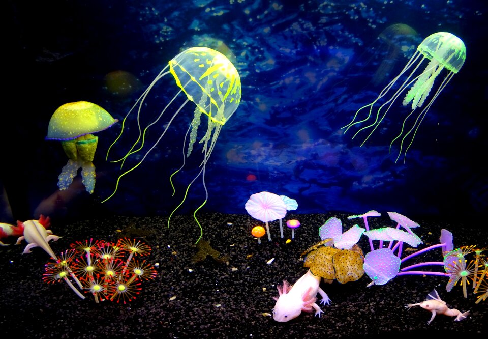 Beauty sea pestresistant