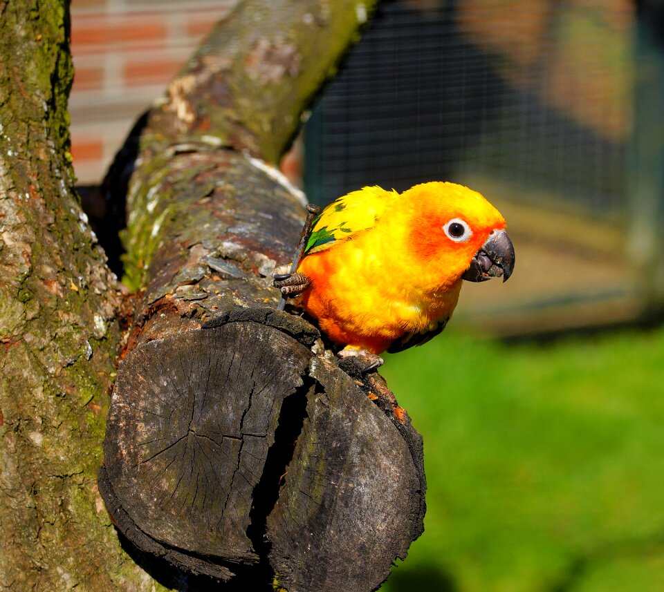Bill nature tropical