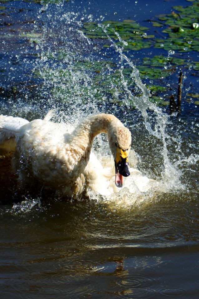 Swan cygnus columbianus spread your wings