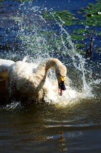 Swan cygnus columbianus spread your wings